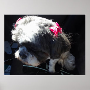 Poster Zhina É Minha Princesa Shih Tzu