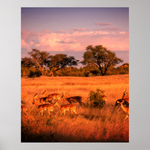 Poster Zimbábue a natureza pura do antílope