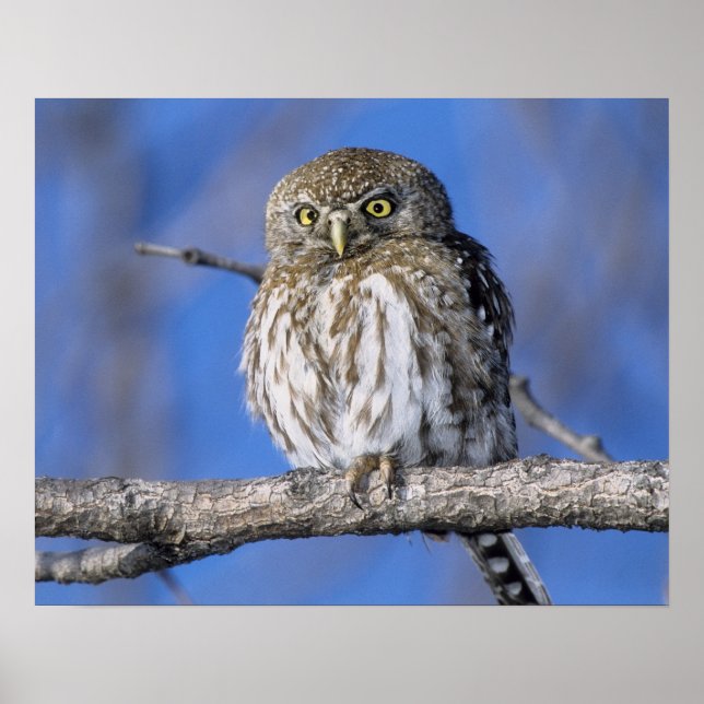 Pôster Zimbabwe. Close-up of pearl spotted owl on (Frente)