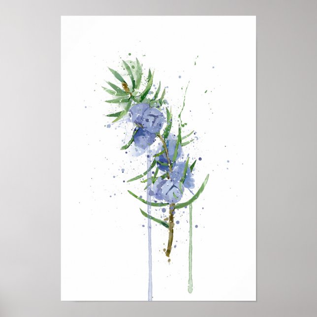 Poster Zimbro (Frente)