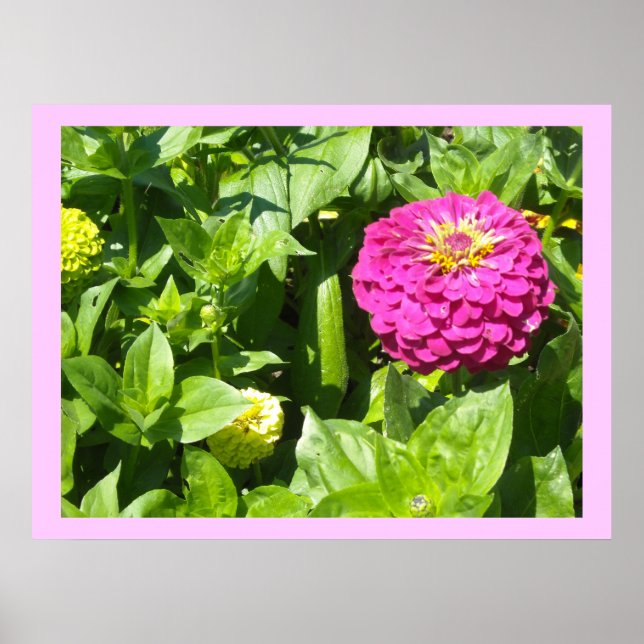 Pôster Zínia Rosa Marcante (Frente)