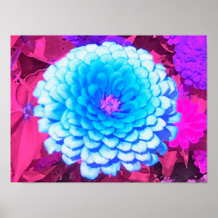 Poster Zinnia Azul bonito no Jardim de Verão Roxo