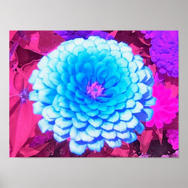 Poster Zinnia Azul bonito no Jardim de Verão Roxo (Frente)