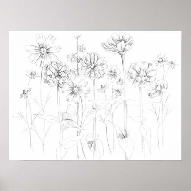 Poster Zinnia Cosmos Flores de Lápis Botânicas De Desenho (Frente)