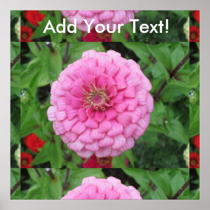 Poster Zinnia de florescência cor-de-rosa