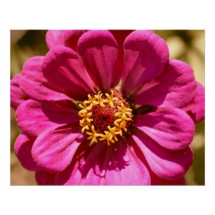 Pôster Zinnia Elegans rosa