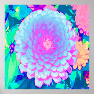 Poster Zinnia Roxa e Rosa Bonita no Jardim de Verão