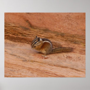 Pôster Zion Chipmunk em Rochas Vermelhas