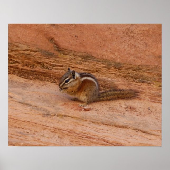 Pôster Zion Chipmunk em Rochas Vermelhas (Frente)