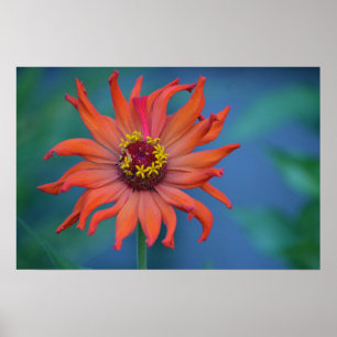 Poster Zippy Zinnia
