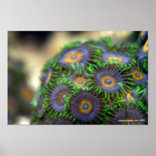 Poster Zoanthid Coral 1