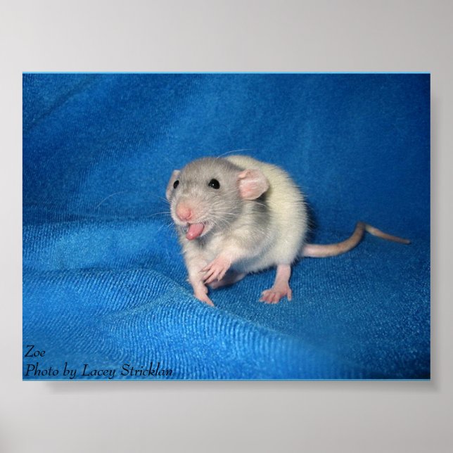 Pôster Zoe (Frente)