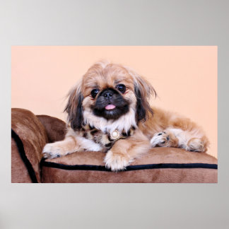 Pôster Zoe - Pekingese