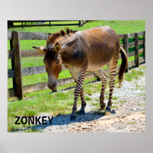 Pôster Zonkey part Zebra e Donkey