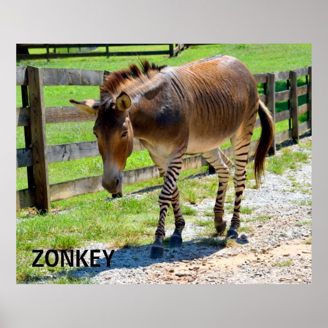 Pôster Zonkey part Zebra e Donkey (Frente)