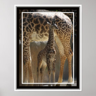 Pôster Zoo Baby 1