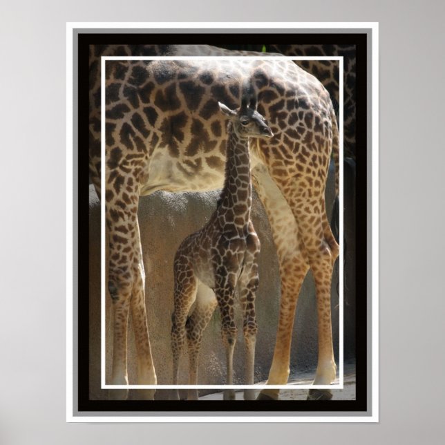 Pôster Zoo Baby 1 (Frente)