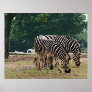 Poster Zoo selvagem, zebras