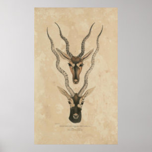 Pôster zoologia do blackbuck 1932 de India