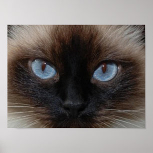 PÔSTER ZORRA O CAT DE RAGDOLL
