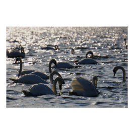 Pôster Zwanen in een groep op het water met glinsterend z