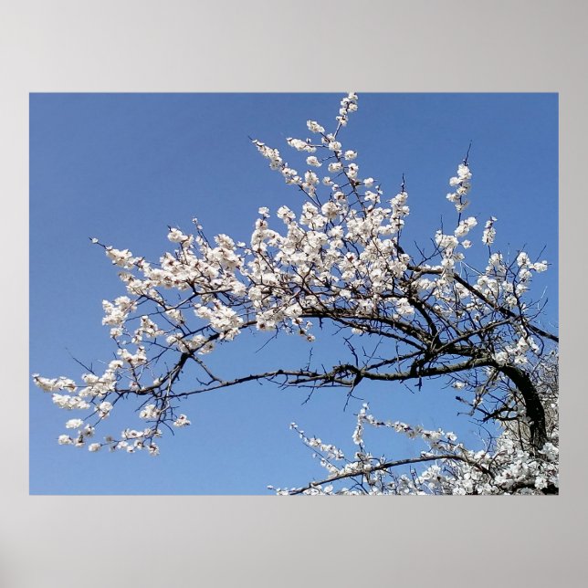 Poster Zweig der Kirschblüte (Frente)