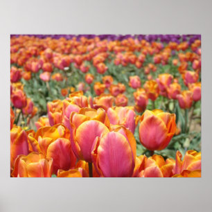 Pôsteres de arte de flores de tulipa Tulipas laran