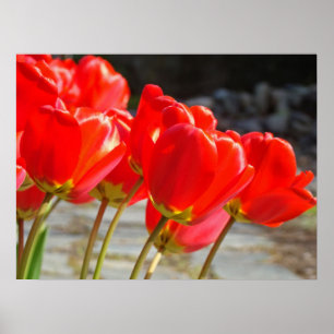 Pôsteres de Flores de Tulipa Vermelha Impressões F
