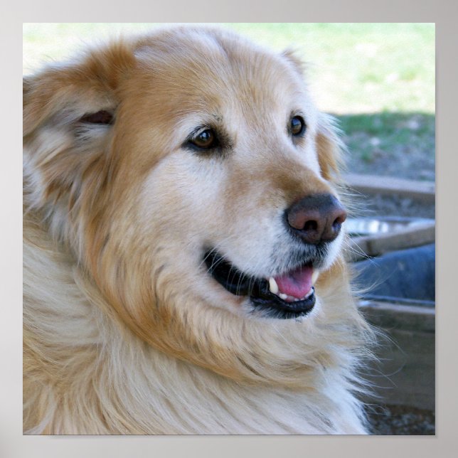 Pôsteres de Golden Retriever (Frente)
