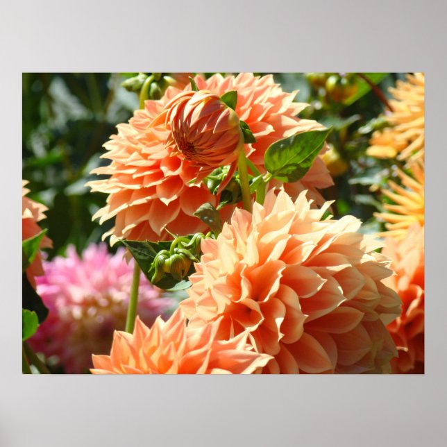 Pôsteres florais Flores de Dália Laranja Jardins (Frente)