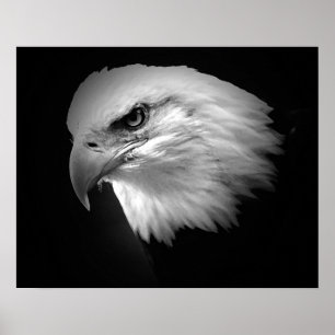 Posters americanos de Eagles do impressão do