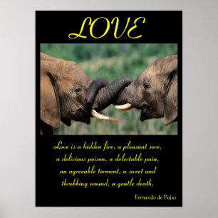 POSTERS AMOR Animal 5