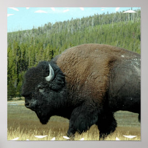 Posters Bison