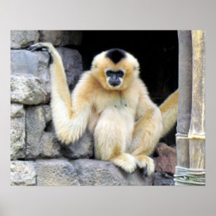 Posters branco do Gibbon de Cheeked 2264) (