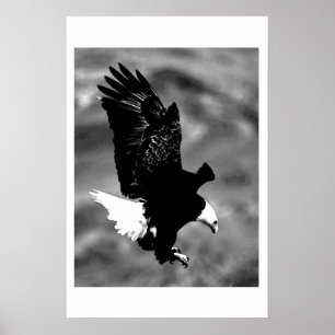 Posters calvos de BW Eagles do impressão do poste