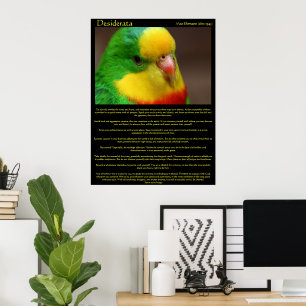 Posters Canárias do Desiderata Rainbow