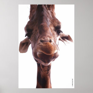 POSTERS COLOSSAIS - FACE GIRAFFE - FOTO HUMOR