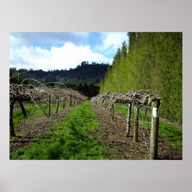Posters da Nova Zelândia (Frente)