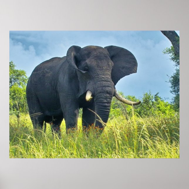 Posters de elefante (Frente)