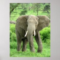 Posters de elefante