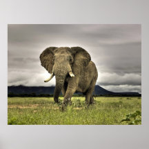 Posters de elefante