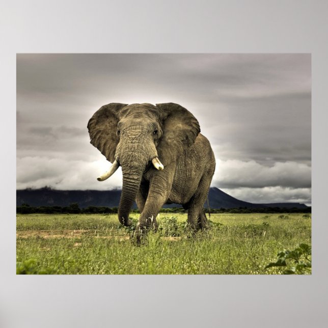 Posters de elefante (Frente)