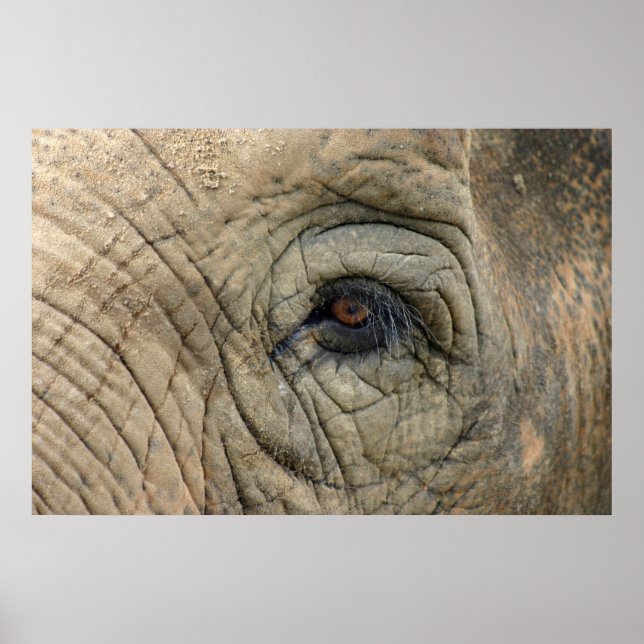 Posters de elefante (Frente)