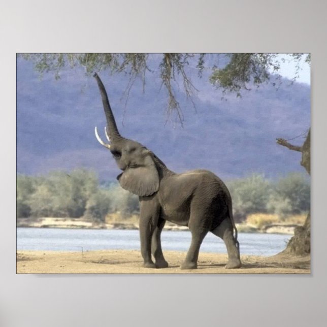 Posters de elefante (Frente)