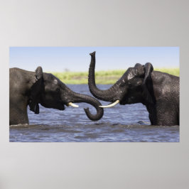 Posters de elefante