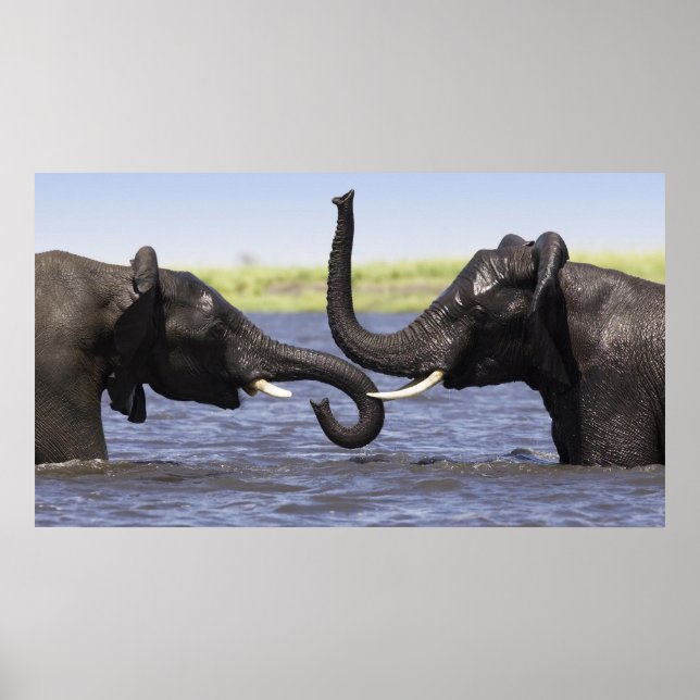 Posters de elefante (Frente)