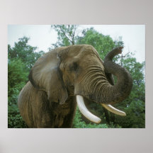 Posters de elefante