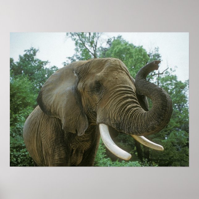 Posters de elefante (Frente)
