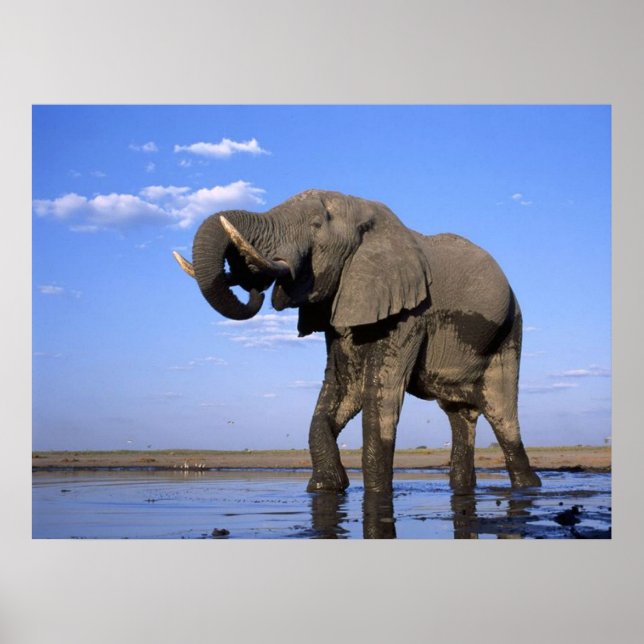 Posters de elefante (Frente)
