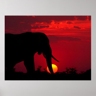 Posters de elefante